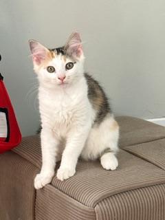 Enlarge Daisy, a Adoptable mixed breed in Waxhaw, NC image 3/4