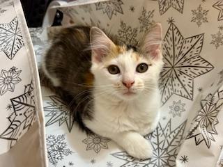 Enlarge Daisy, a Adoptable mixed breed in Waxhaw, NC image 4/4