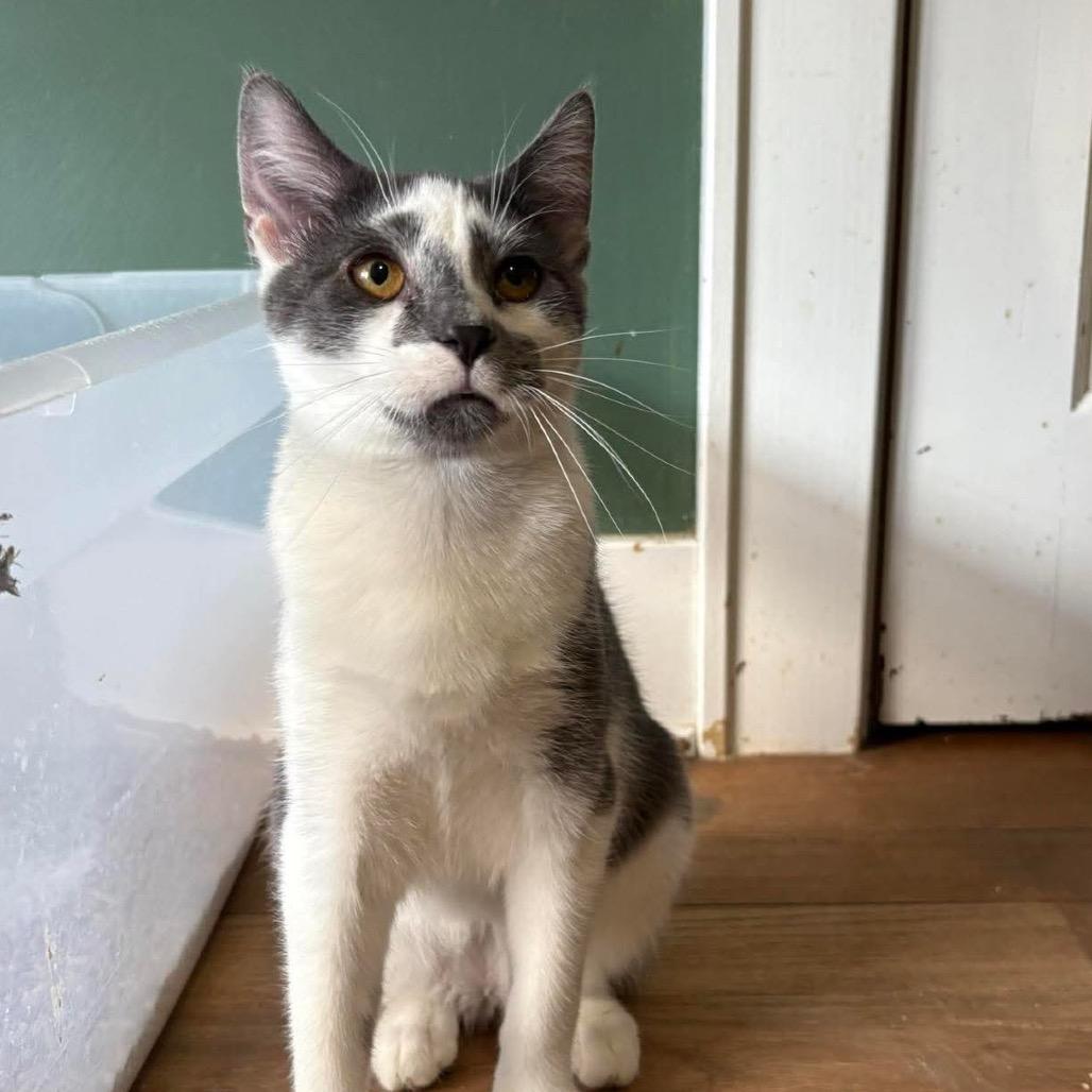 Gourdy, Adoptable, Adult Male Domestic Short Hair.