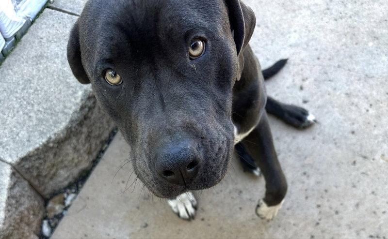 Enlarge Luke, a Adopted Cane Corso in San Diego, CA image 1/2