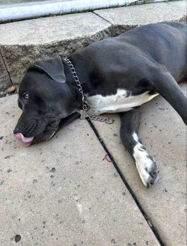 Enlarge Luke, a Adopted Cane Corso in San Diego, CA image 2/2