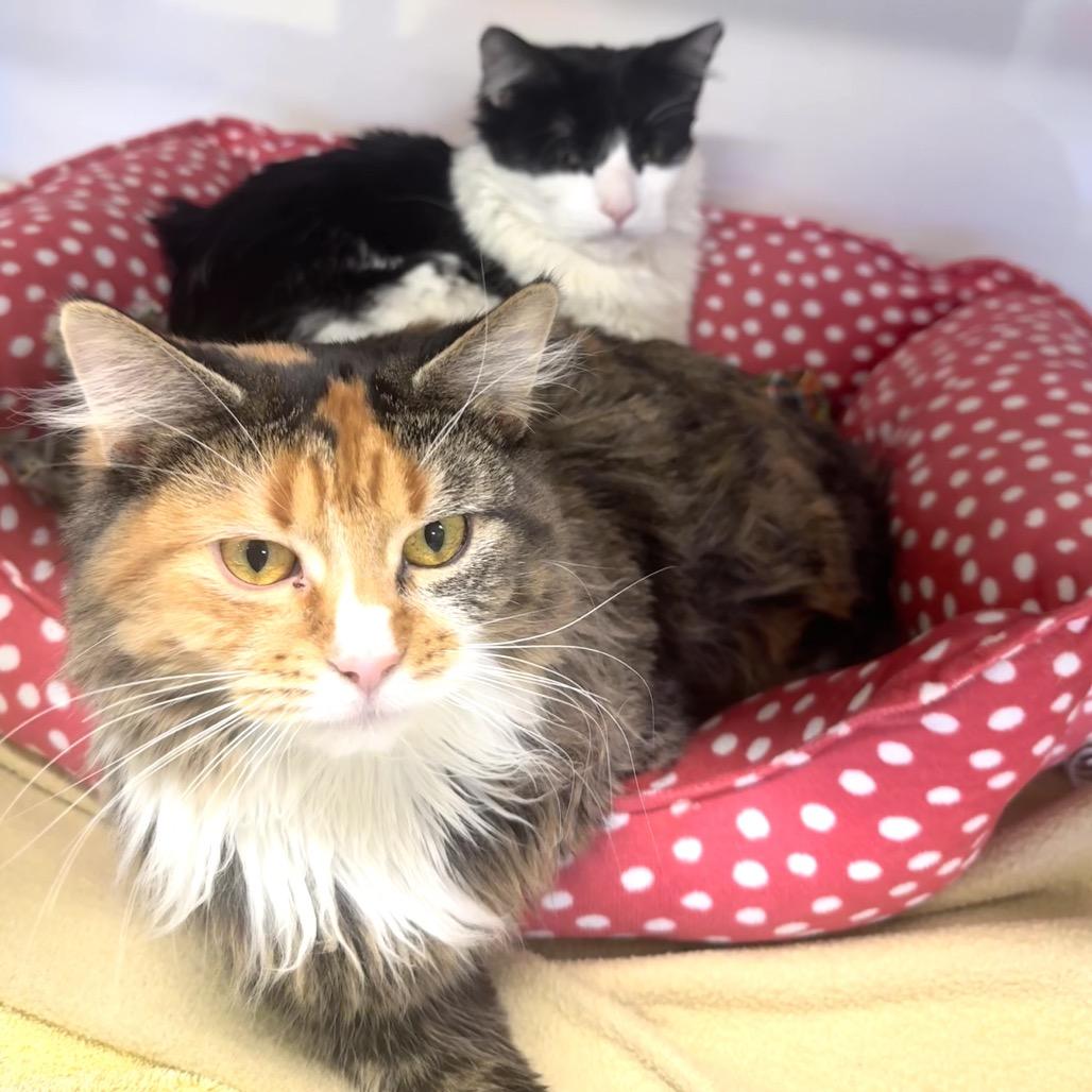 Reece, Adoptable, Young Female Domestic Medium Hair & Domestic Medium Hair.