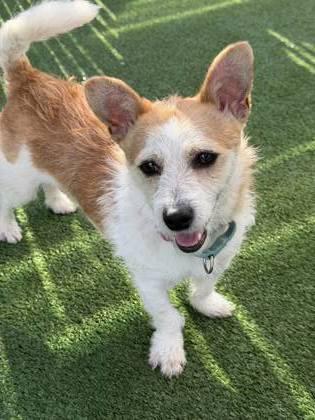 Sunny D, Adoptable, Young Male Mixed Breed & Mixed Breed.