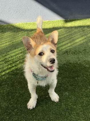 Enlarge Sunny D, a Adoptable mixed breed in Pleasanton, CA image 1/3