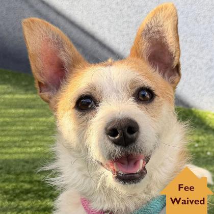 Enlarge Sunny D, a Adoptable mixed breed in Pleasanton, CA image 2/3