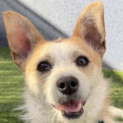 Sunny D, Adoptable, Young Male Mixed Breed & Mixed Breed.