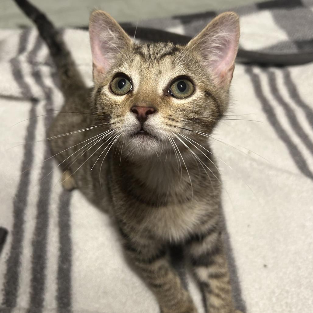 Saturn, Adoptable, Kitten Female Domestic Short Hair.