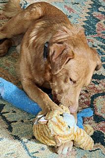 Enlarge Mr. Tito, a Adoptable mixed breed in Poway, CA image 3/6