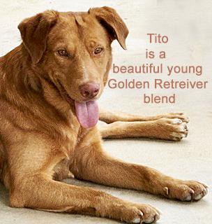 Enlarge Mr. Tito, a Adoptable mixed breed in Poway, CA image 2/6