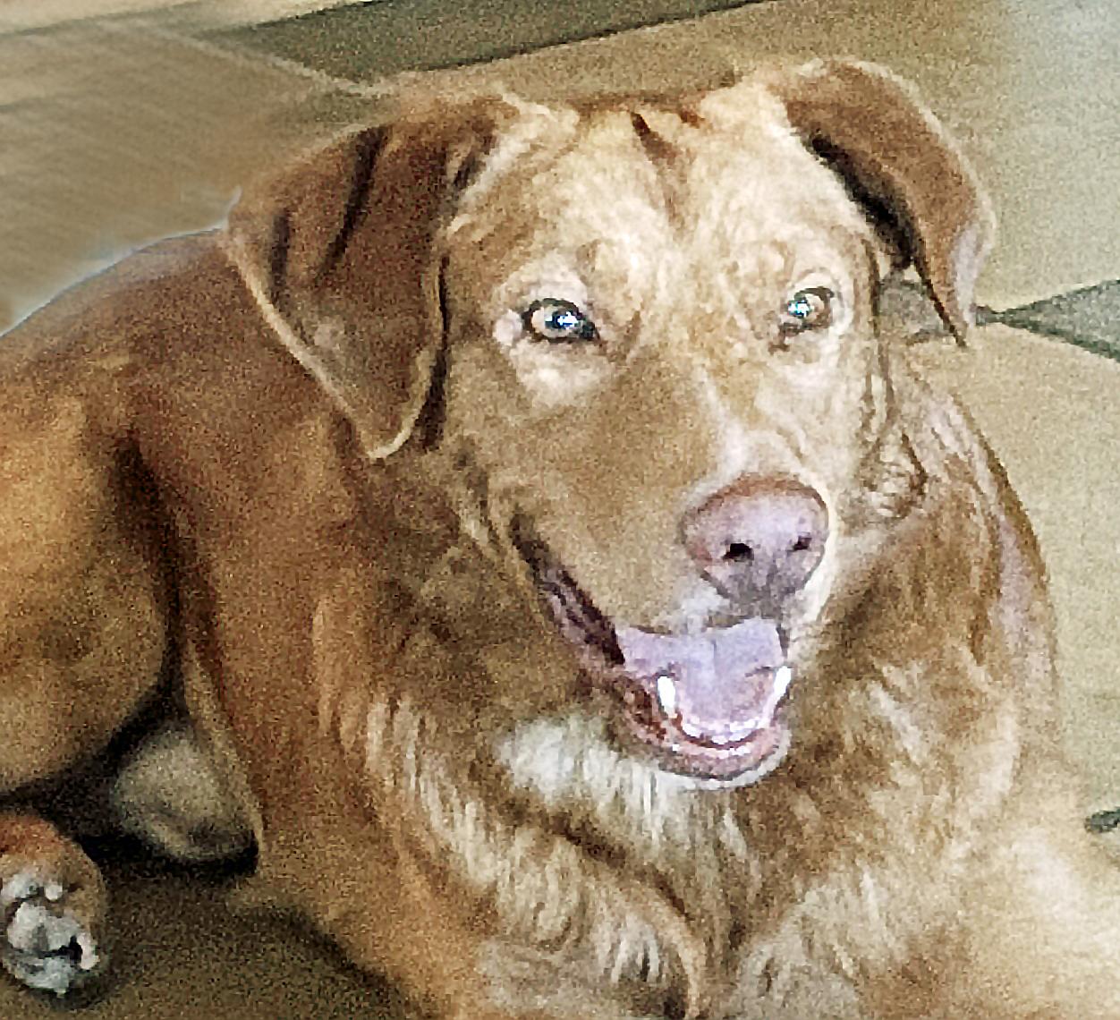 Enlarge Mr. Tito, a Adoptable mixed breed in Poway, CA image 1/6