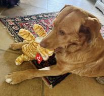 Enlarge Mr. Tito, a Adoptable mixed breed in Poway, CA image 4/6