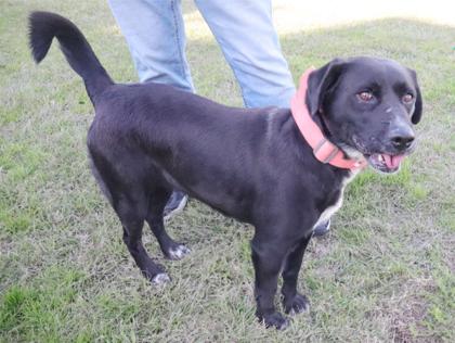 Buffy, Adoptable, Young Female Retriever & Mixed Breed.