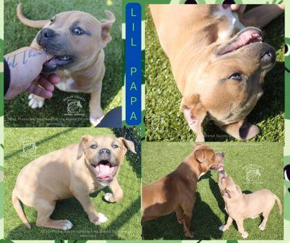 Enlarge Lil Papa, a Adoptable mixed breed in Kenansville, NC image 1/1