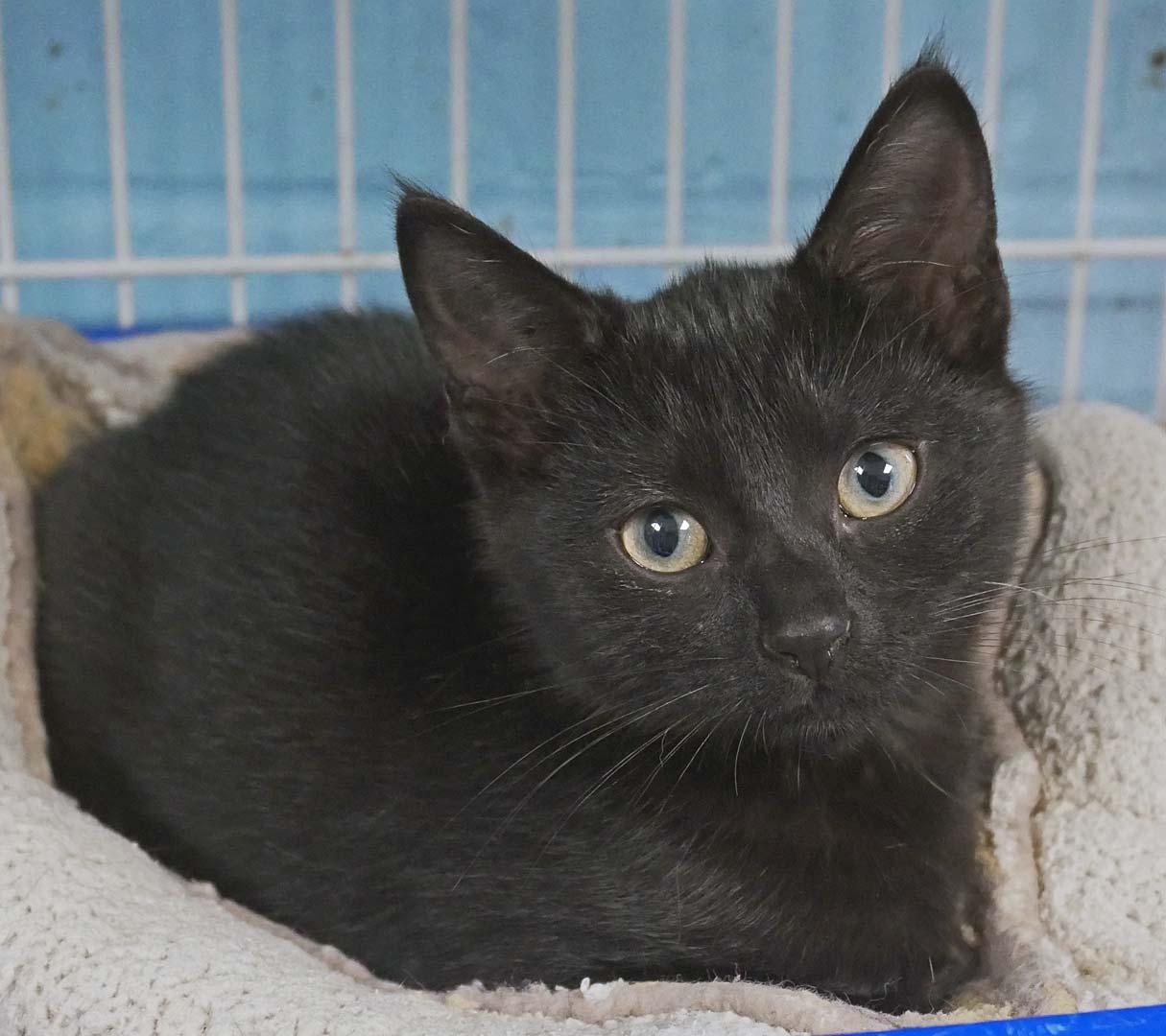 Astrid, ADOPTABLE, Kitten Female Domestic Short Hair & Bombay.