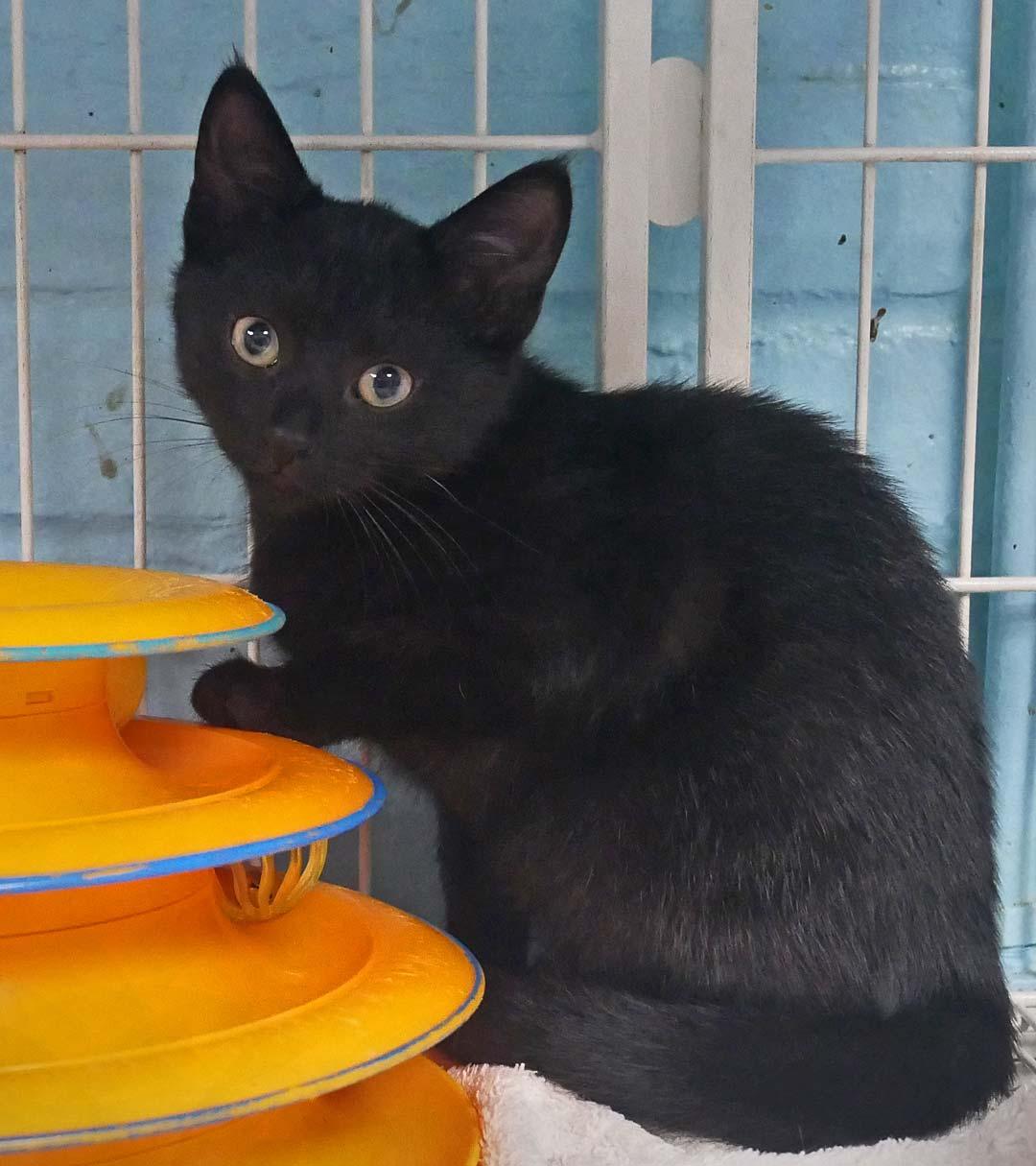 Enlarge Astrid, a ADOPTABLE mixed breed in Bloomingdale, NJ image 2/2