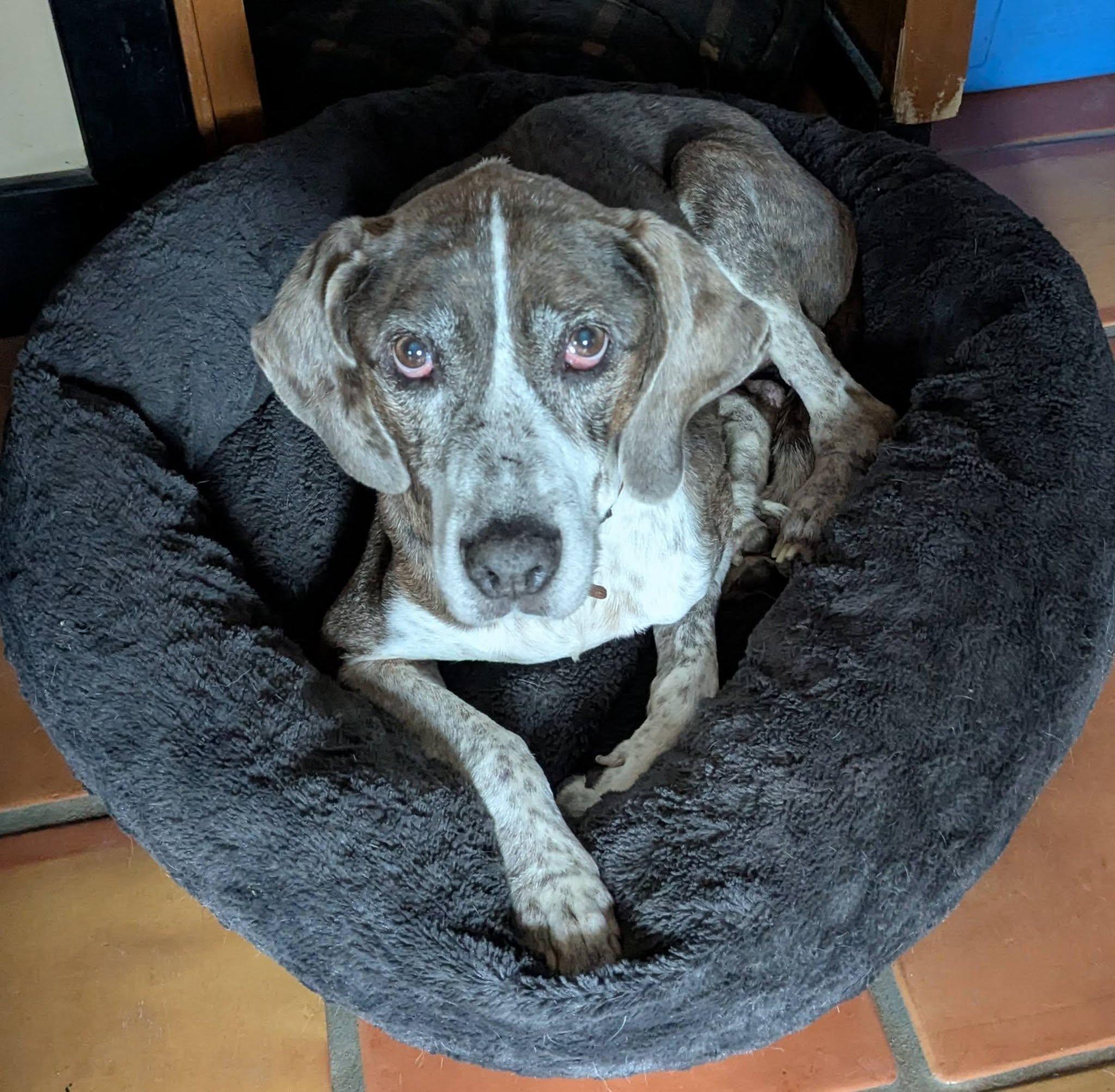 Enlarge Kink, a ADOPTABLE mixed breed in Portland, OR image 3/6