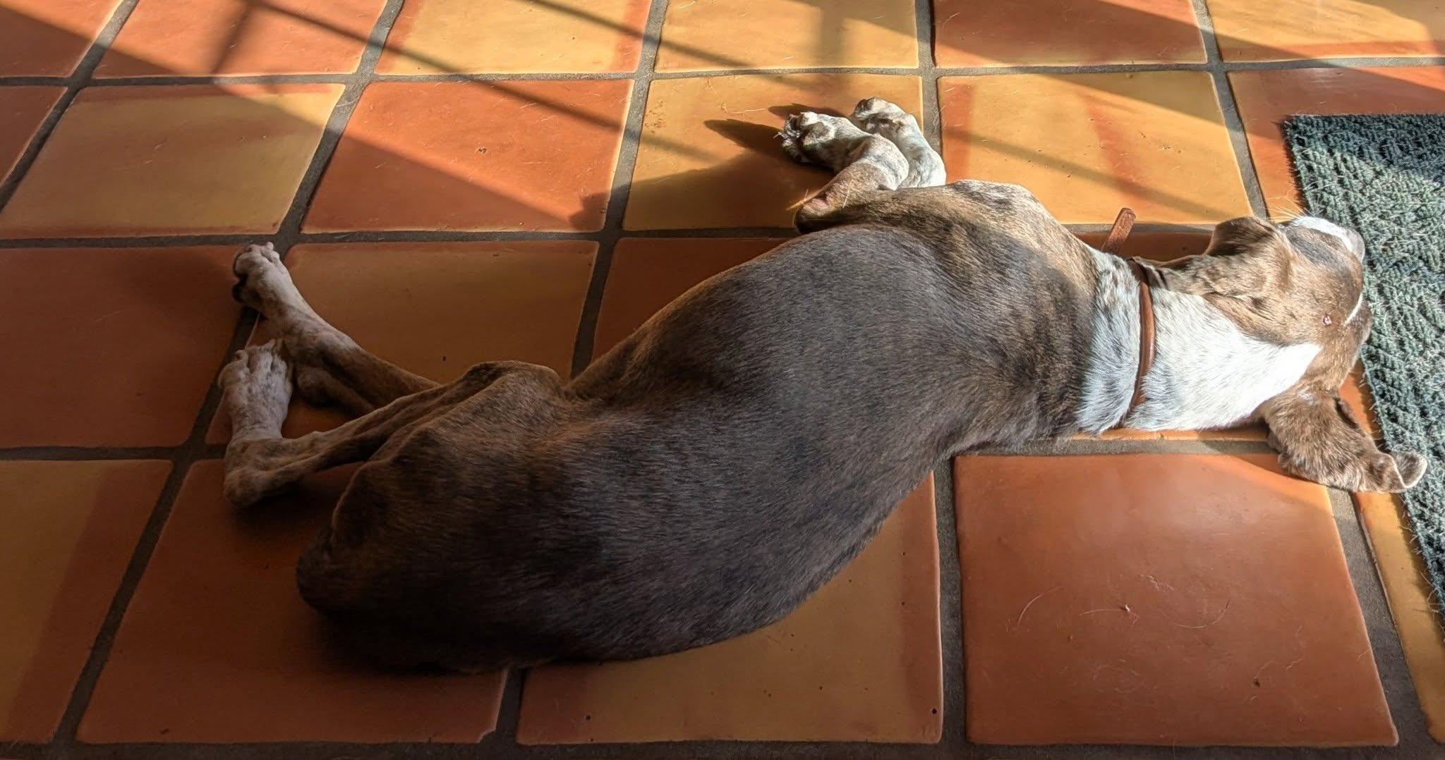 Enlarge Kink, a ADOPTABLE mixed breed in Portland, OR image 4/6