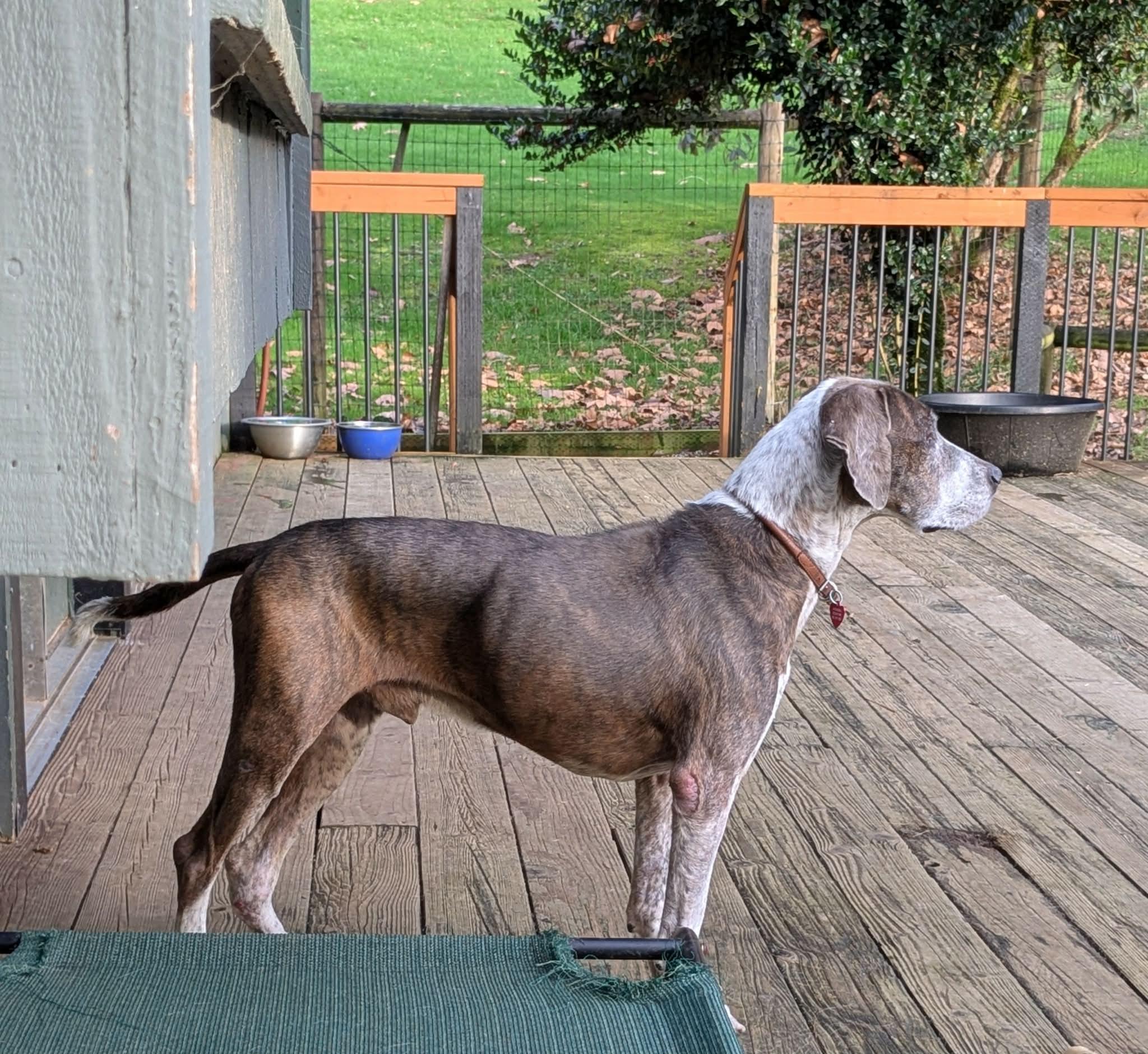 Enlarge Kink, a ADOPTABLE mixed breed in Portland, OR image 2/6