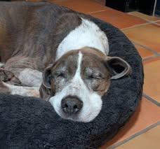 Enlarge Kink, a ADOPTABLE mixed breed in Portland, OR image 6/6