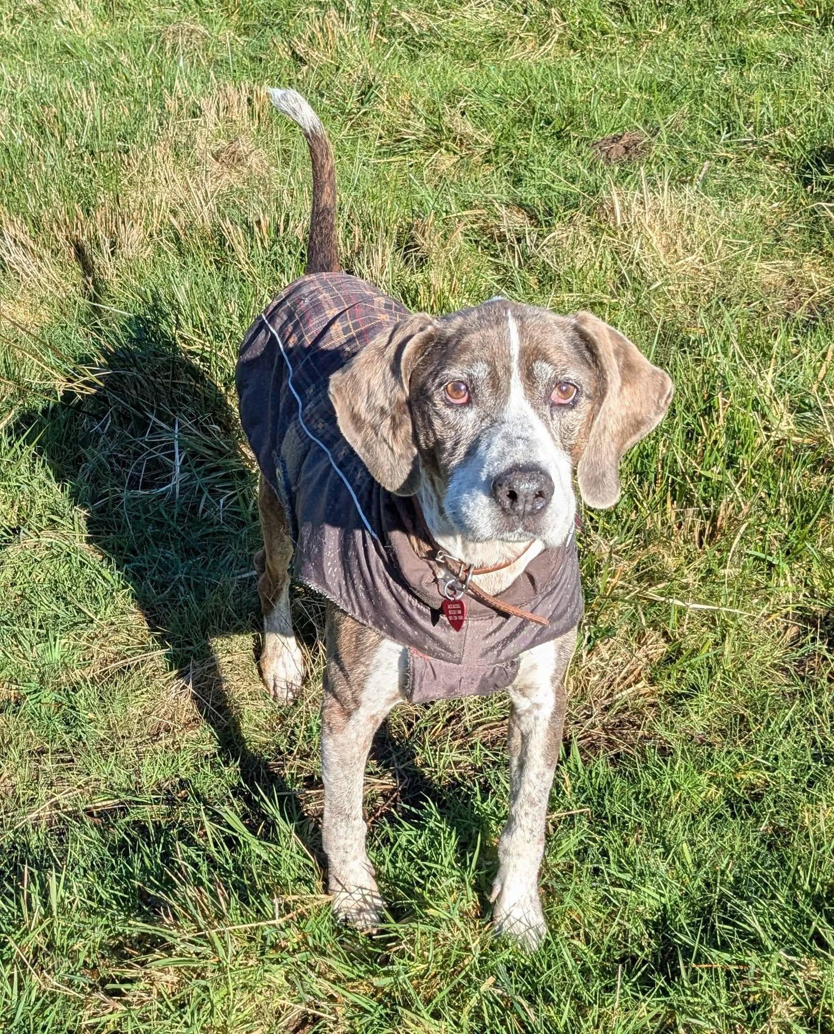 Kink, ADOPTABLE, Senior Male German Shorthaired Pointer.