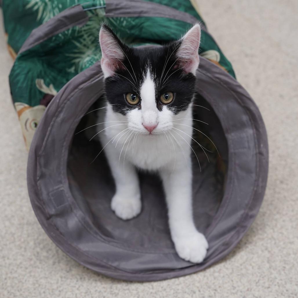 Houdini, Adopted, Kitten Male Domestic Short Hair.