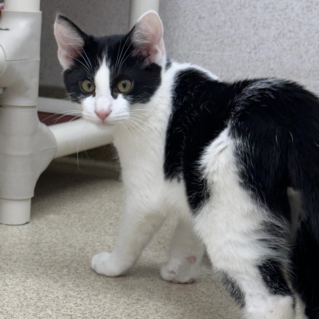 Enlarge Houdini, a Adopted Domestic Short Hair in Naperville, IL image 2/3