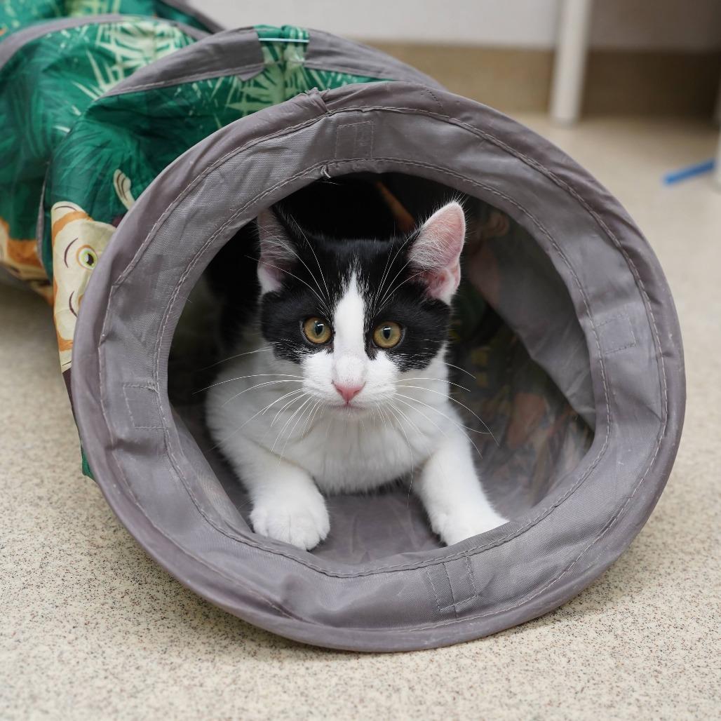 Enlarge Houdini, a Adopted Domestic Short Hair in Naperville, IL image 3/3