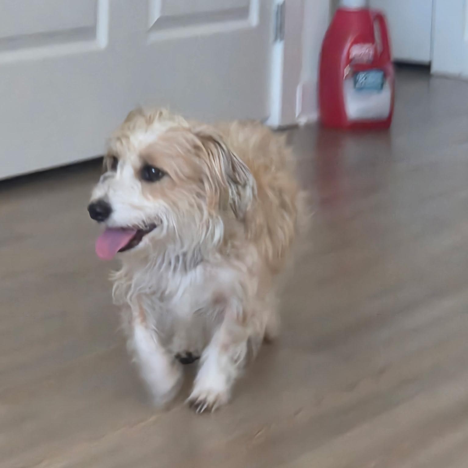 Sandy, ADOPTABLE, Young Female Norfolk Terrier & Border Terrier.