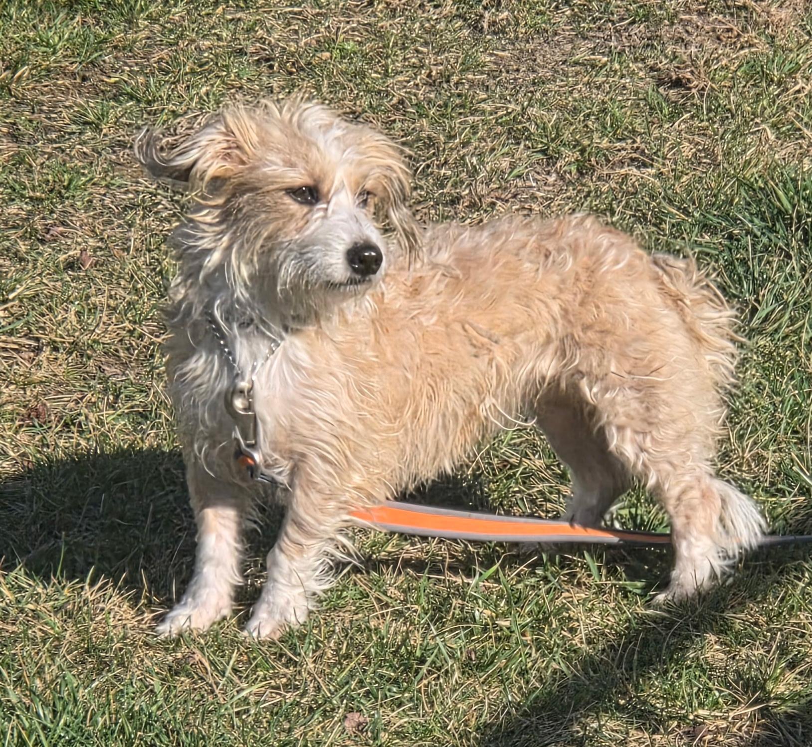 Sandy, a ADOPTABLE mixed breed in Brentwood, TN image 3/4