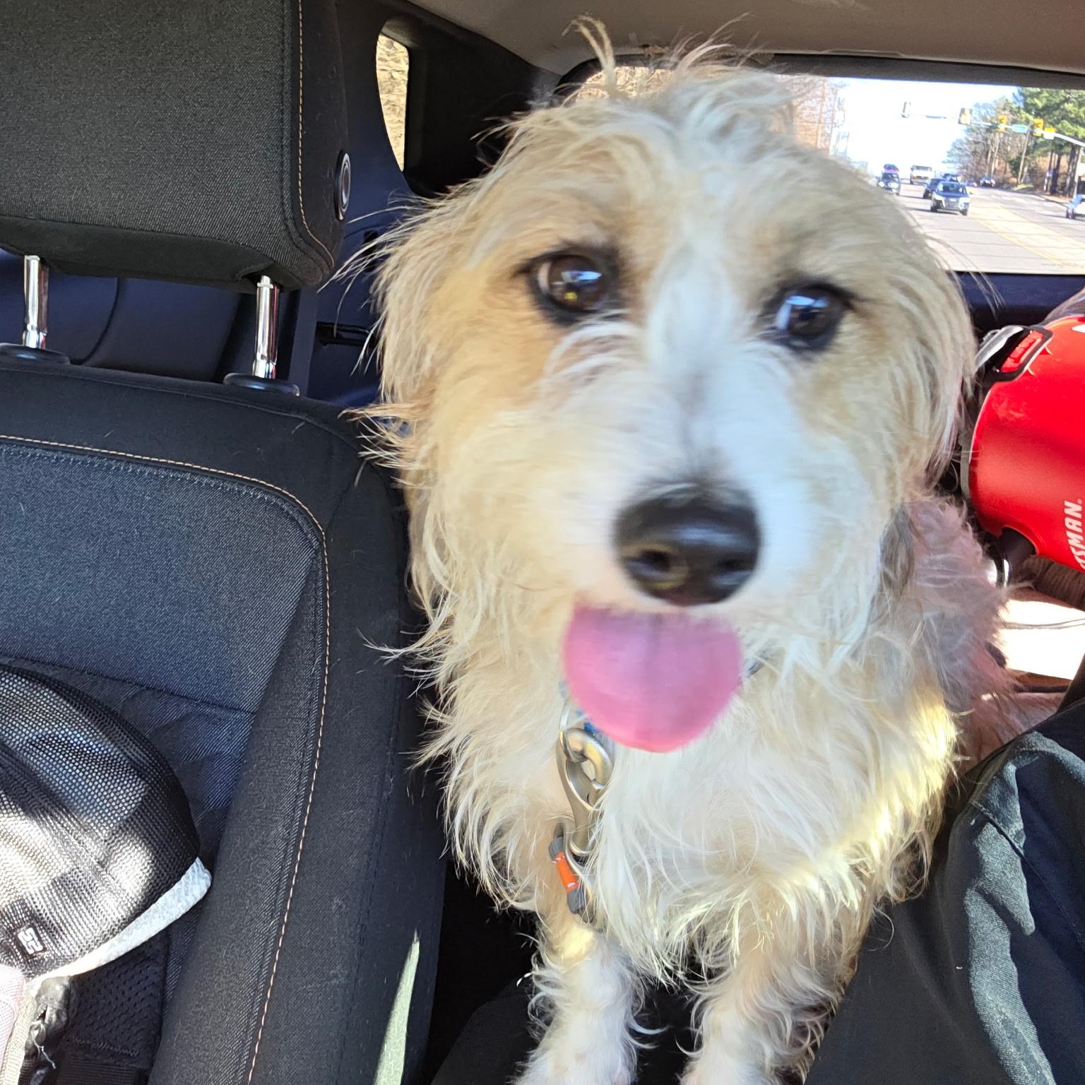 Sandy, a ADOPTABLE mixed breed in Brentwood, TN image 4/4