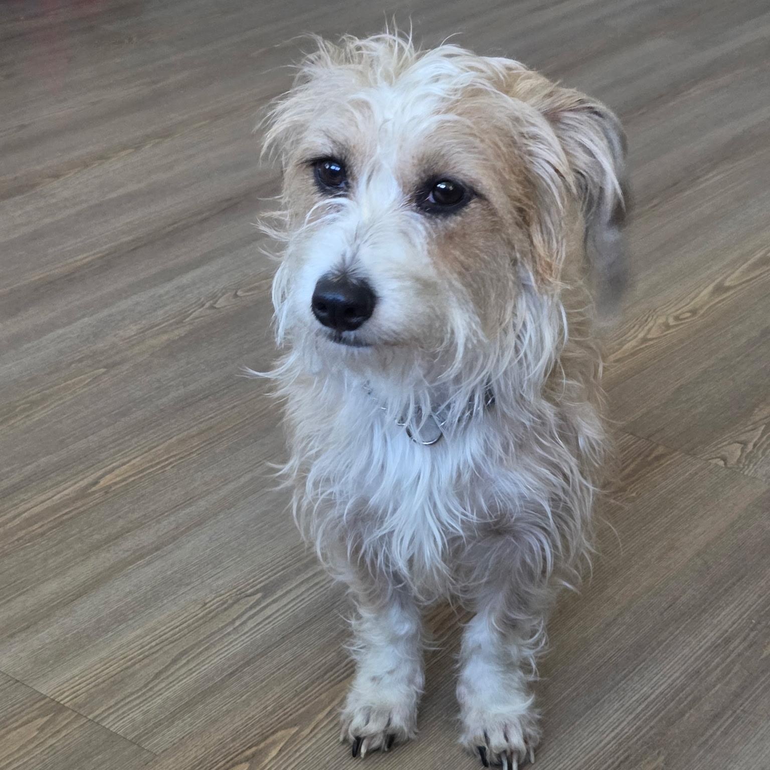 Sandy, a ADOPTABLE mixed breed in Brentwood, TN image 2/4