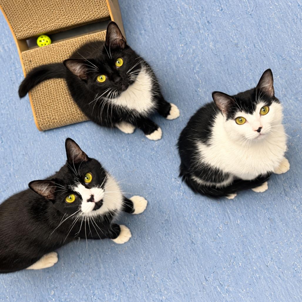 Enlarge Mittens, a Adoptable Domestic Short Hair in Hopkinton, MA image 3/4
