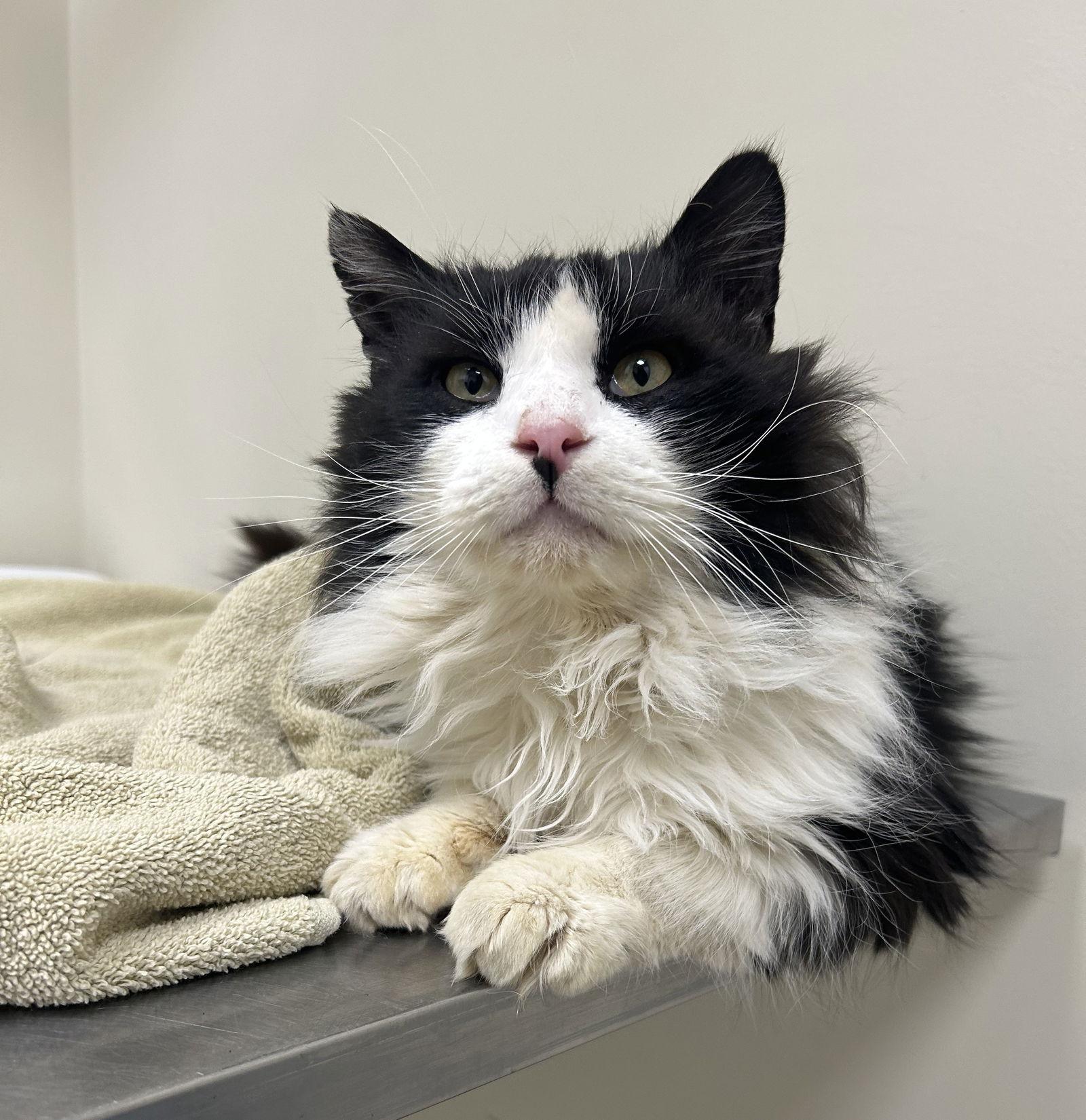 Kane, Adoptable, Adult Male Domestic Medium Hair.
