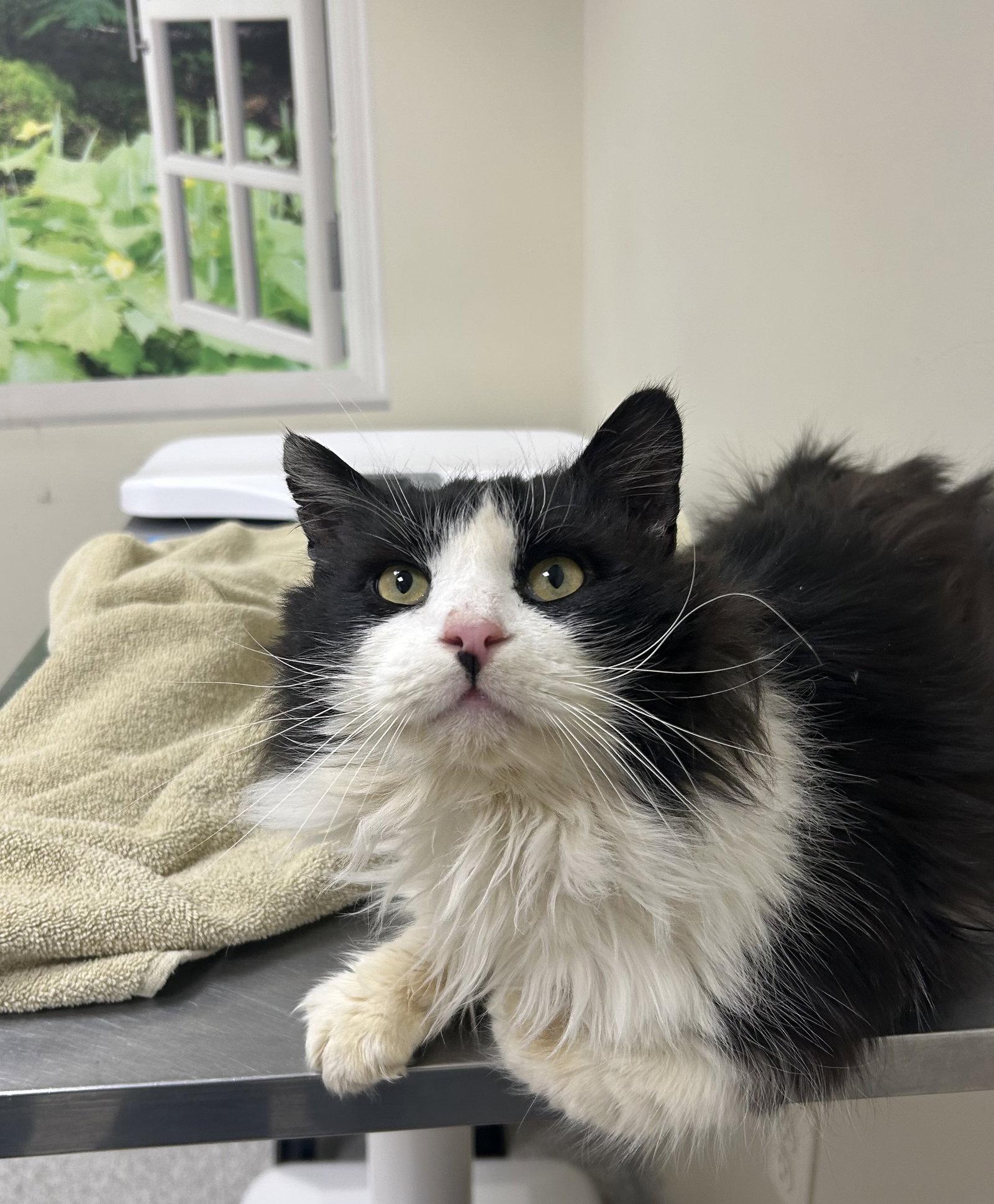 Enlarge Kane, a Adoptable Domestic Medium Hair in Lancaster, PA image 2/2