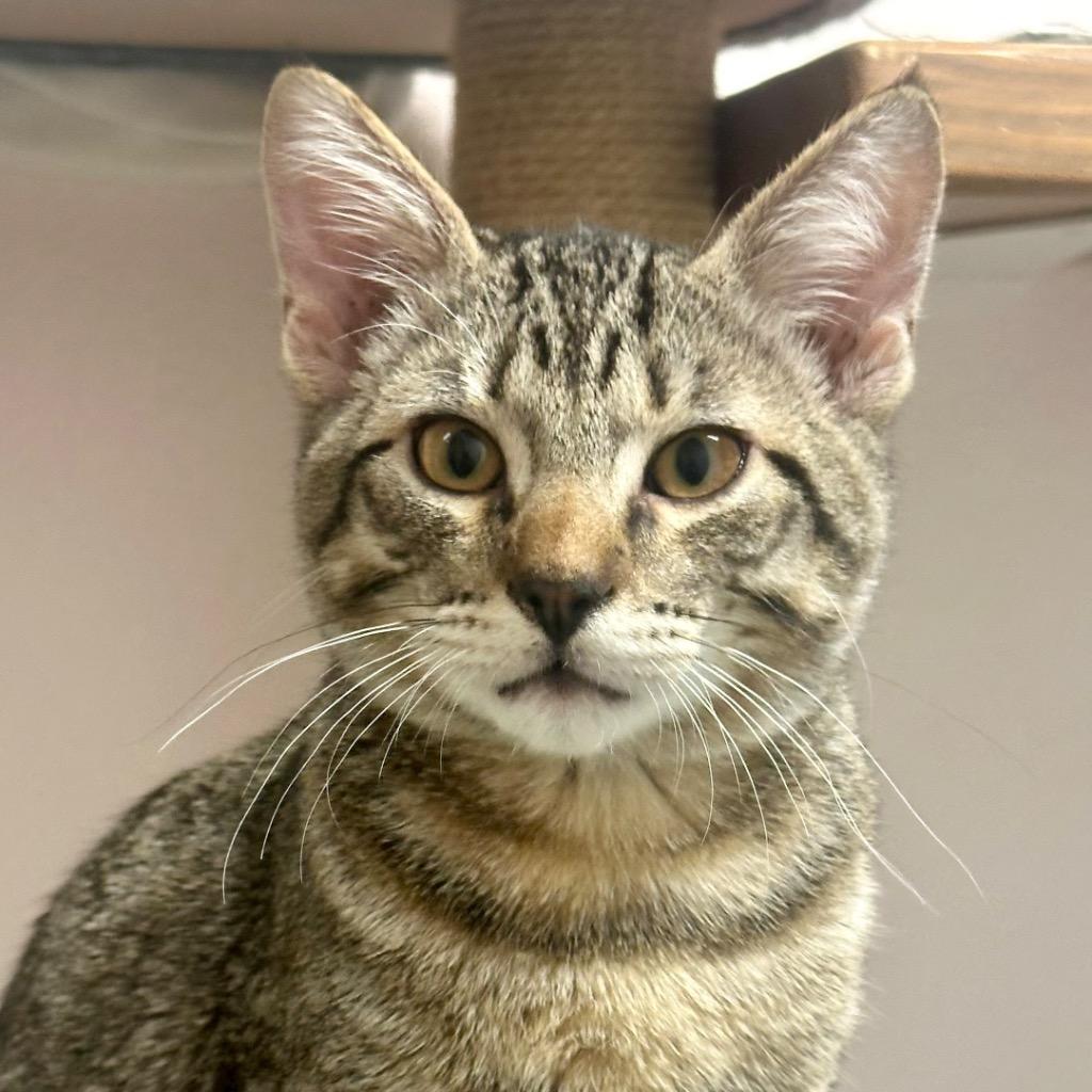 Beau (Rupi), Adoptable, Kitten Male Domestic Short Hair.