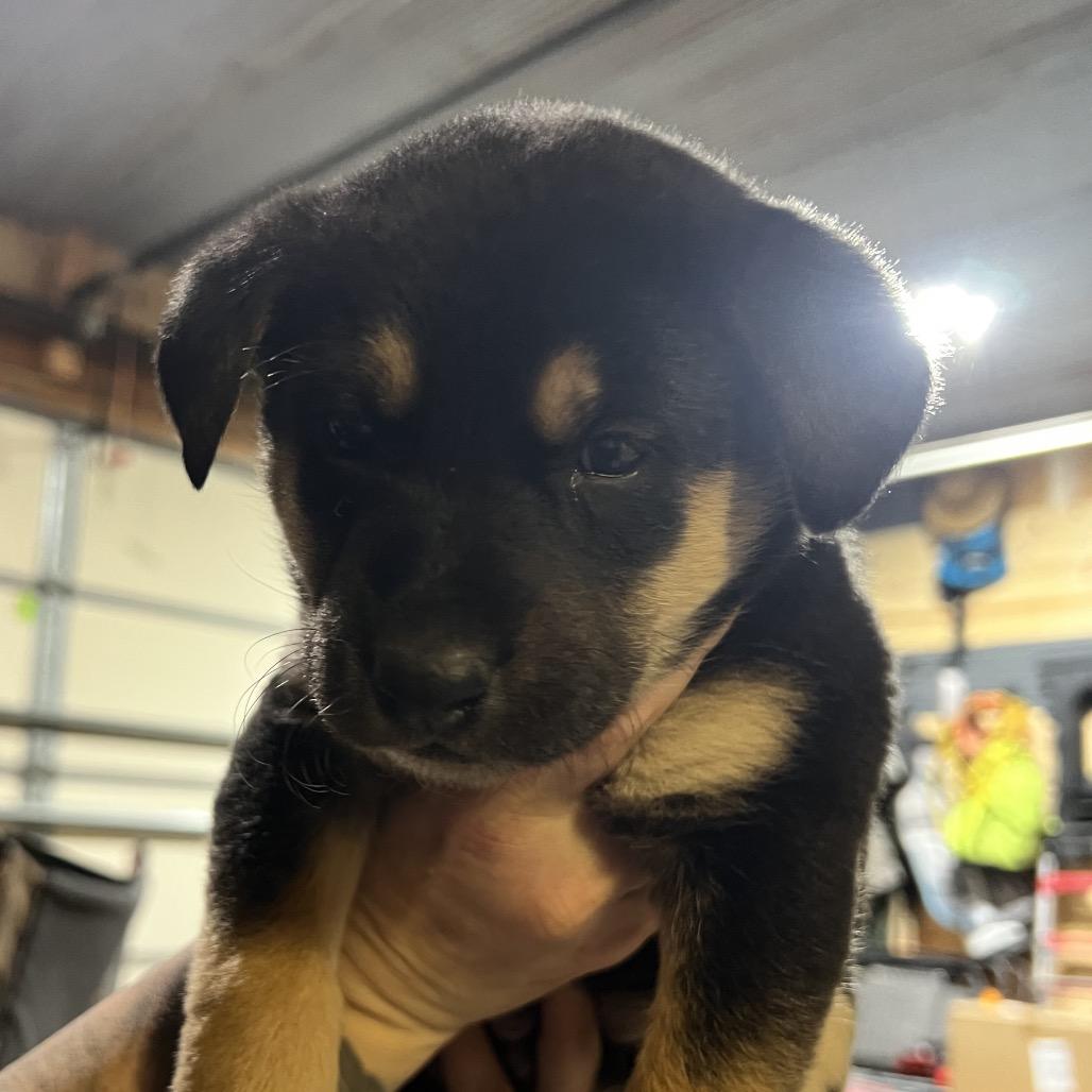 Cassie, a Adopted Mixed Breed in Bismarck, ND image 3/3