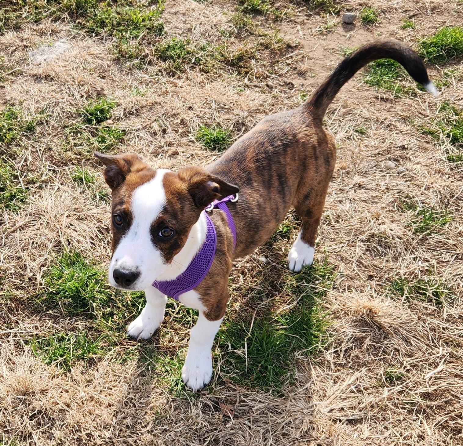 Enlarge Jingle, a ADOPTABLE mixed breed in Siloam Springs, AR image 1/3
