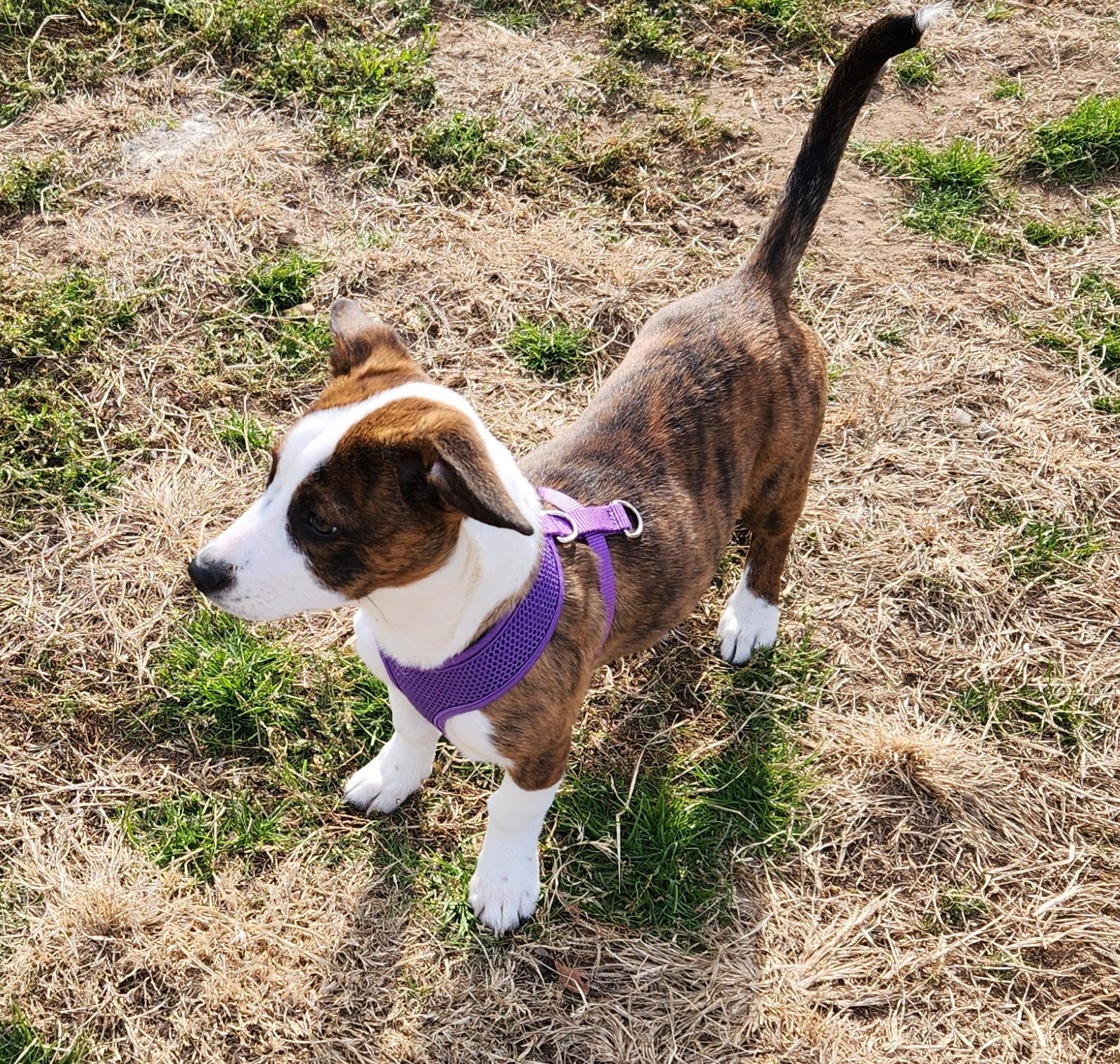 Enlarge Jingle, a ADOPTABLE mixed breed in Siloam Springs, AR image 2/3