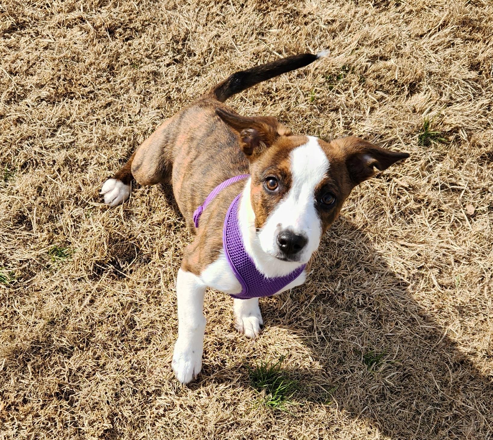 Enlarge Jingle, a ADOPTABLE mixed breed in Siloam Springs, AR image 3/3