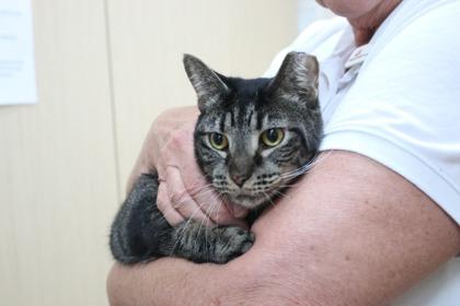 Tye, Adoptable, Adult Male Domestic Short Hair & Domestic Short Hair.