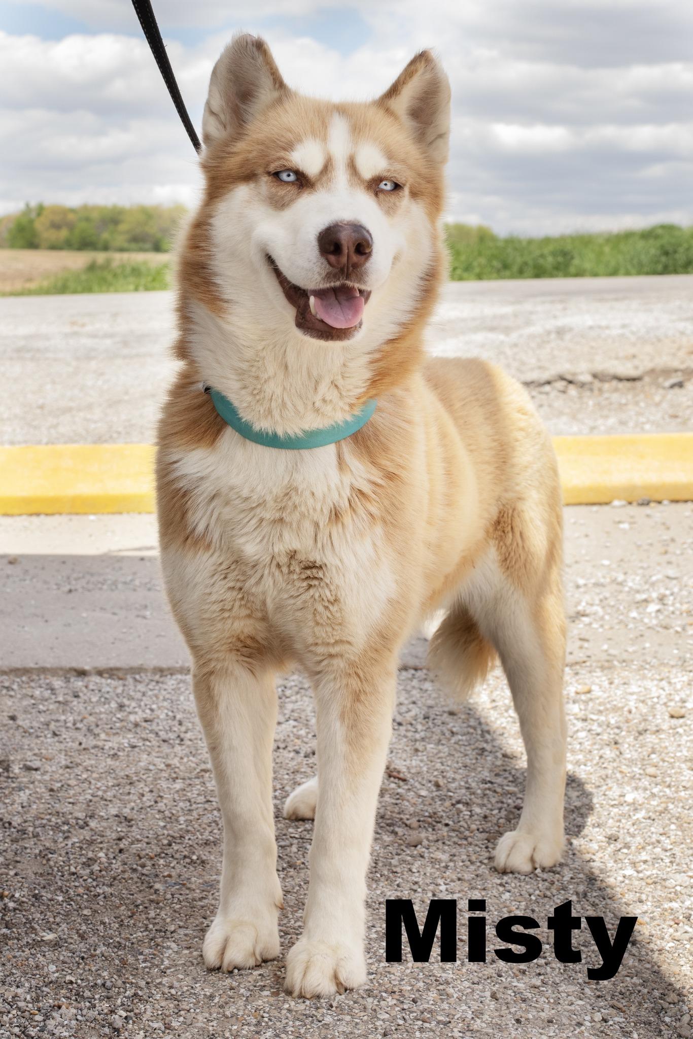 Enlarge Misty, an adopted Husky in Macomb, IL image 1/1