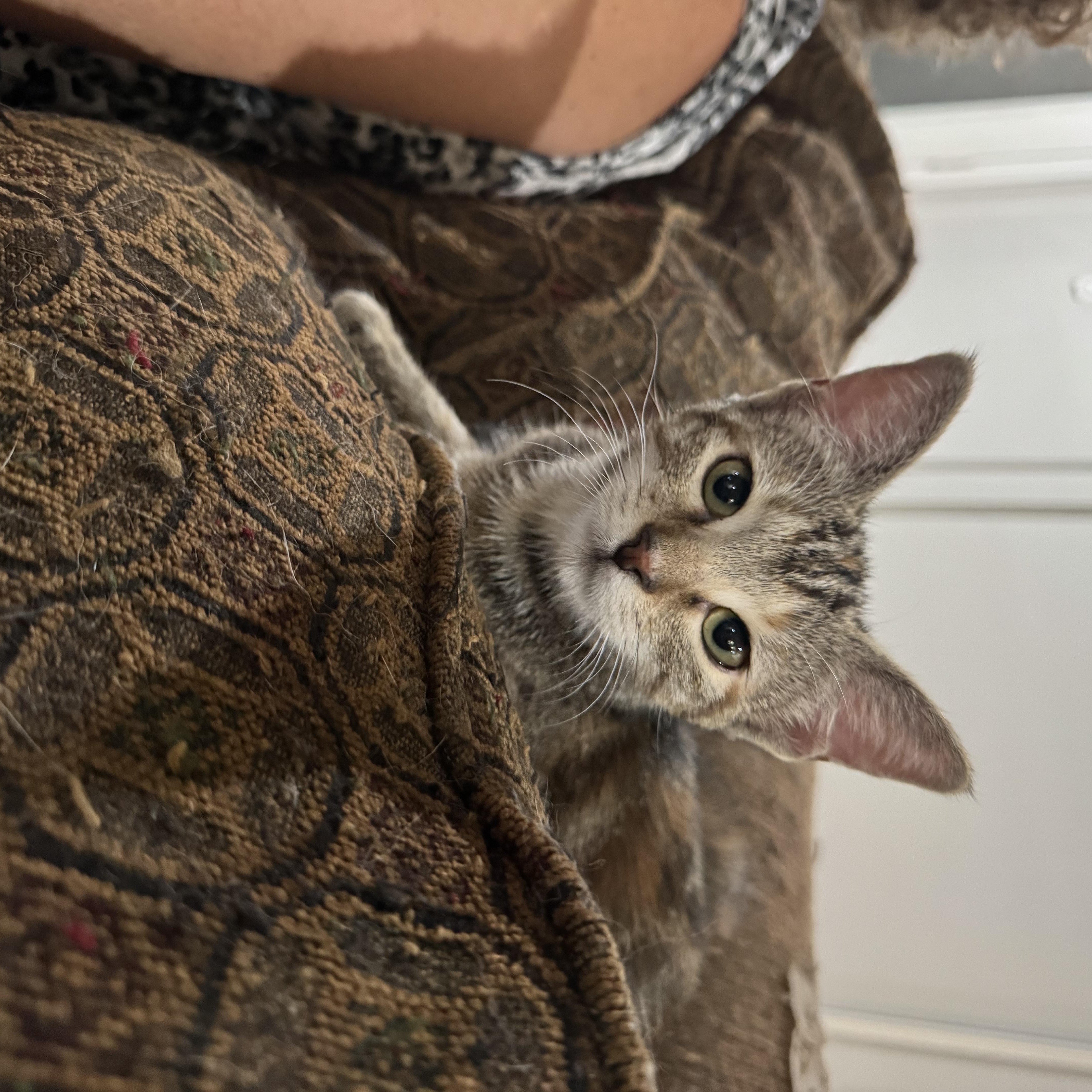 Wysteria, a Adoptable Domestic Short Hair in North Richland Hills, TX image 2/6