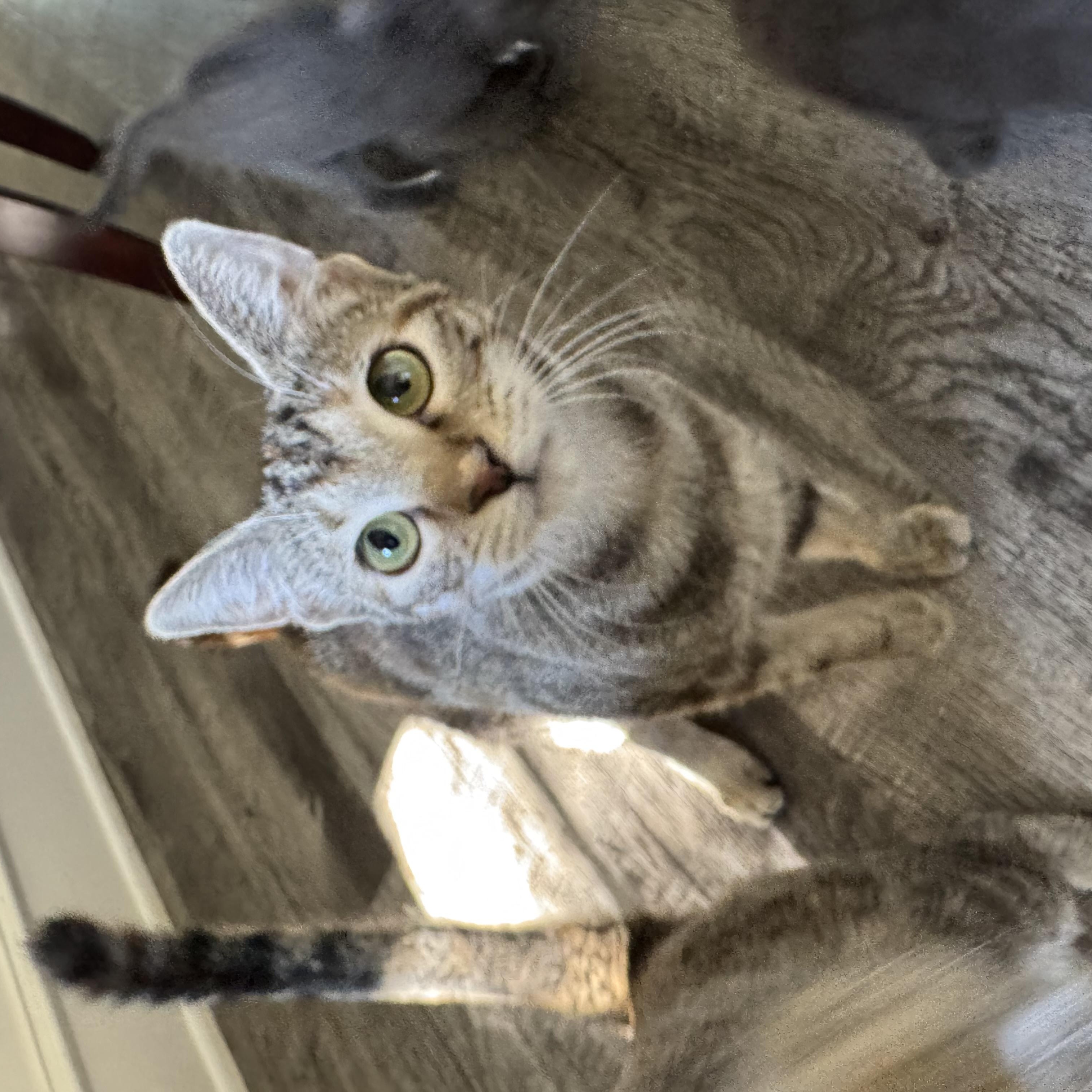 Wysteria, a Adoptable Domestic Short Hair in North Richland Hills, TX image 3/6