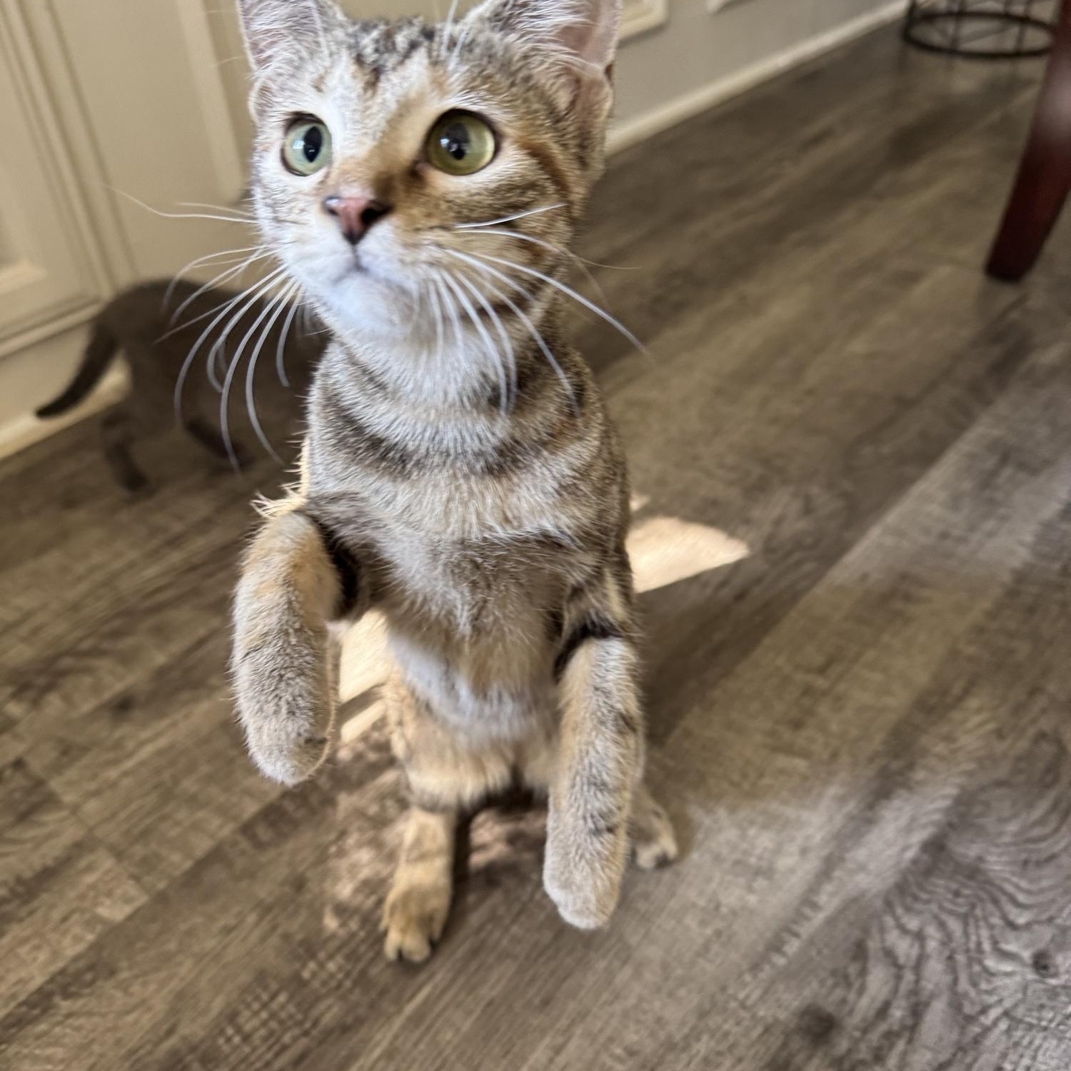 Wysteria, Adoptable, Young Female Domestic Short Hair.