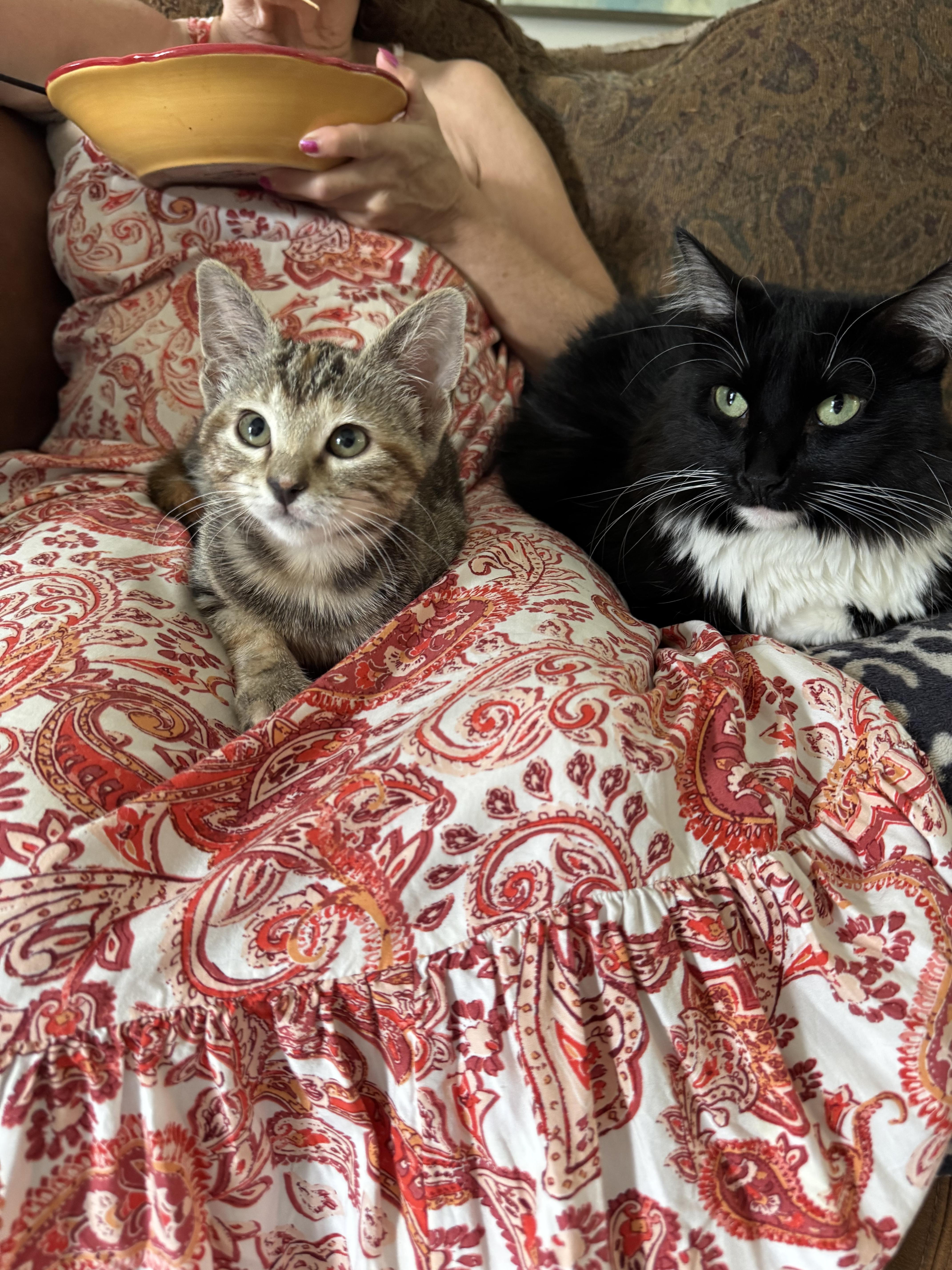 Wysteria, a Adoptable Domestic Short Hair in North Richland Hills, TX image 4/6