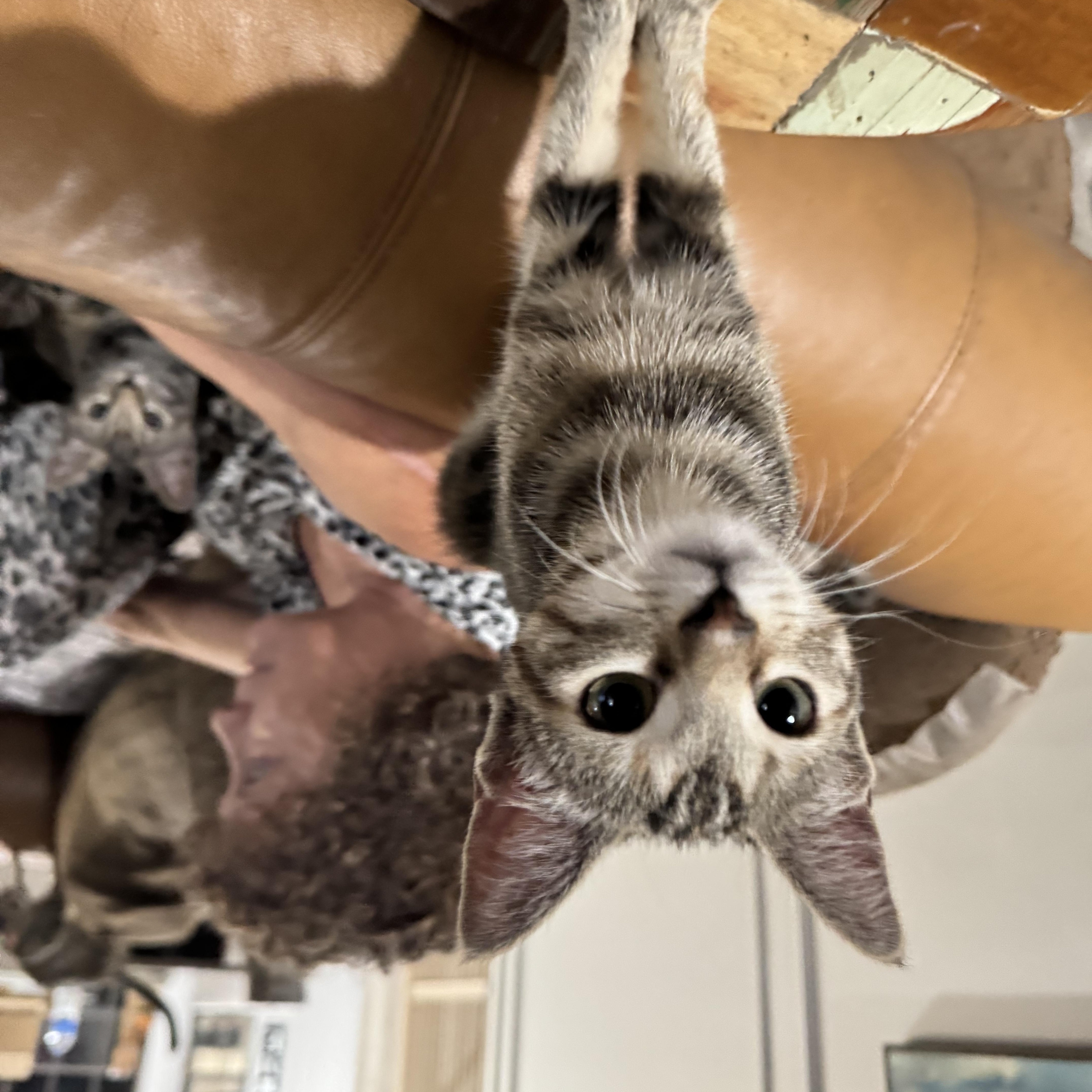 Wysteria, a Adoptable Domestic Short Hair in North Richland Hills, TX image 5/6