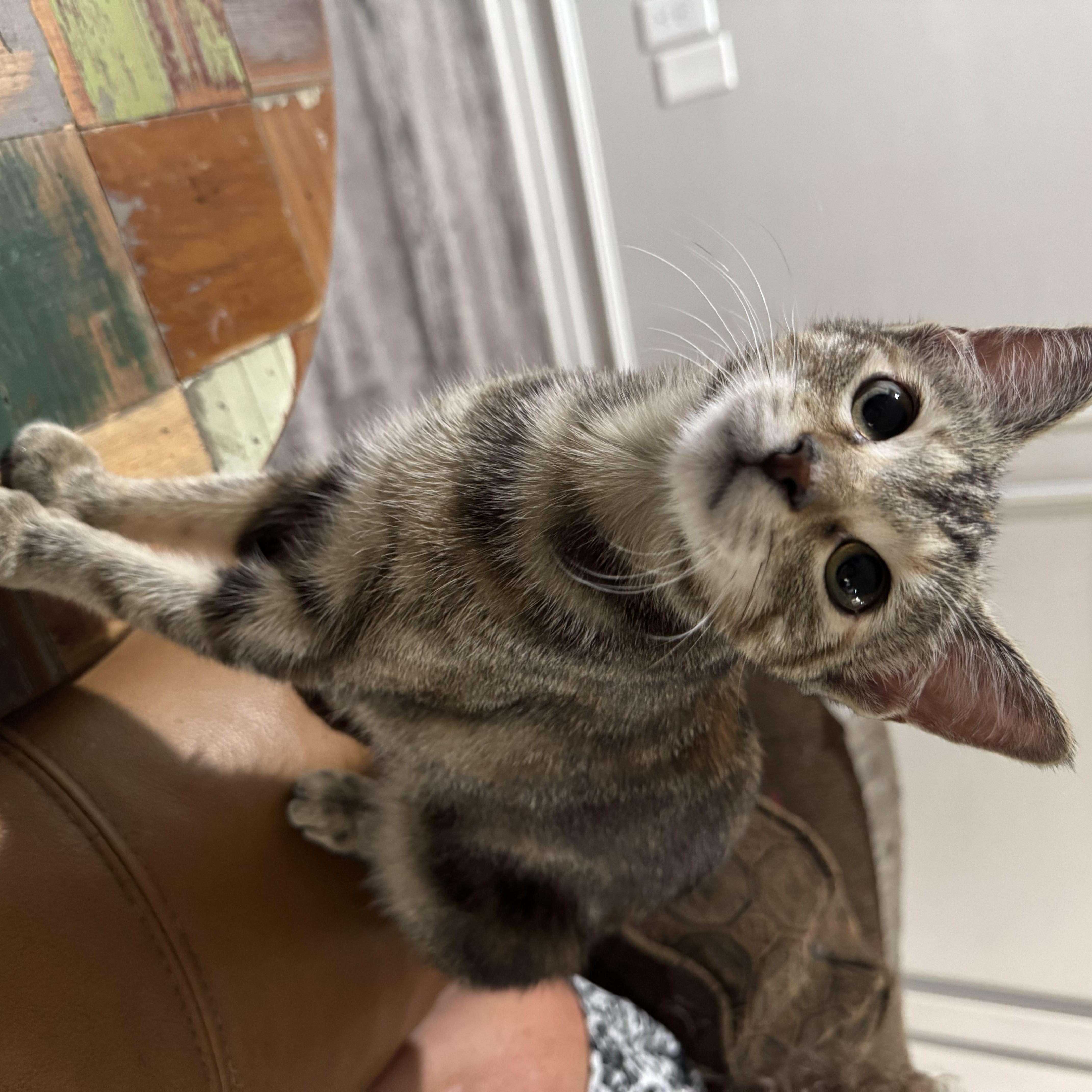 Wysteria, a Adoptable Domestic Short Hair in North Richland Hills, TX image 6/6