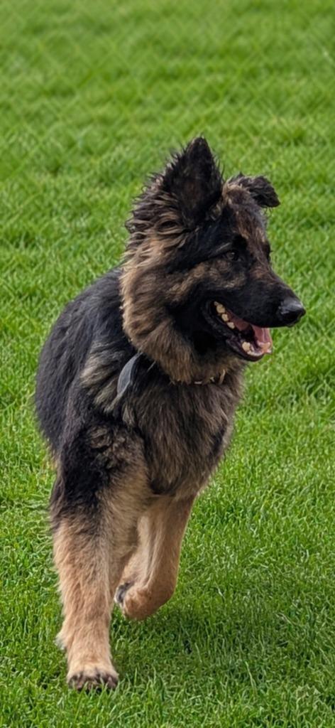 Koa, Adopted, Adult Female German Shepherd Dog.