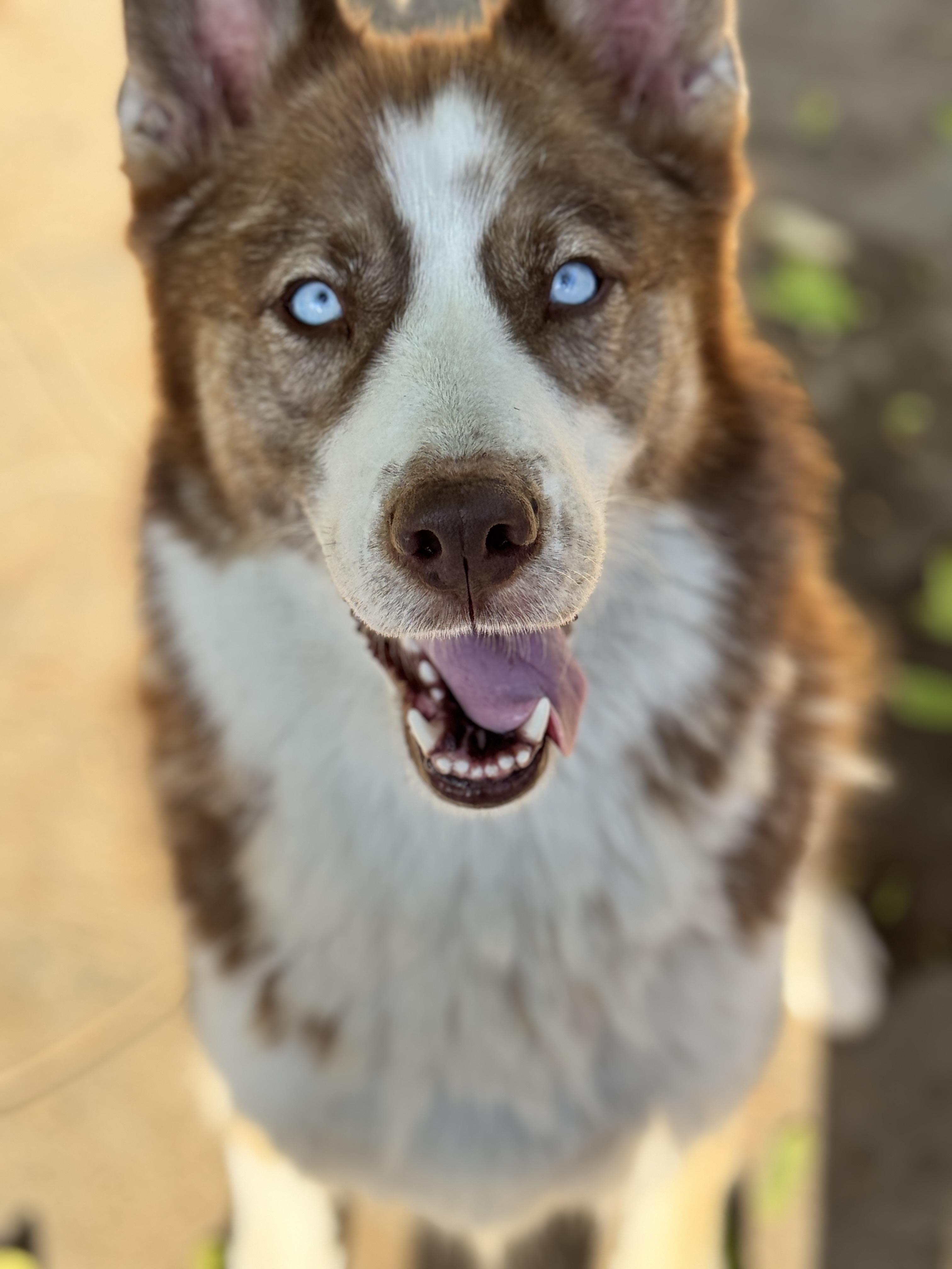 Meadow, Adoptable, Adult Female Siberian Husky.