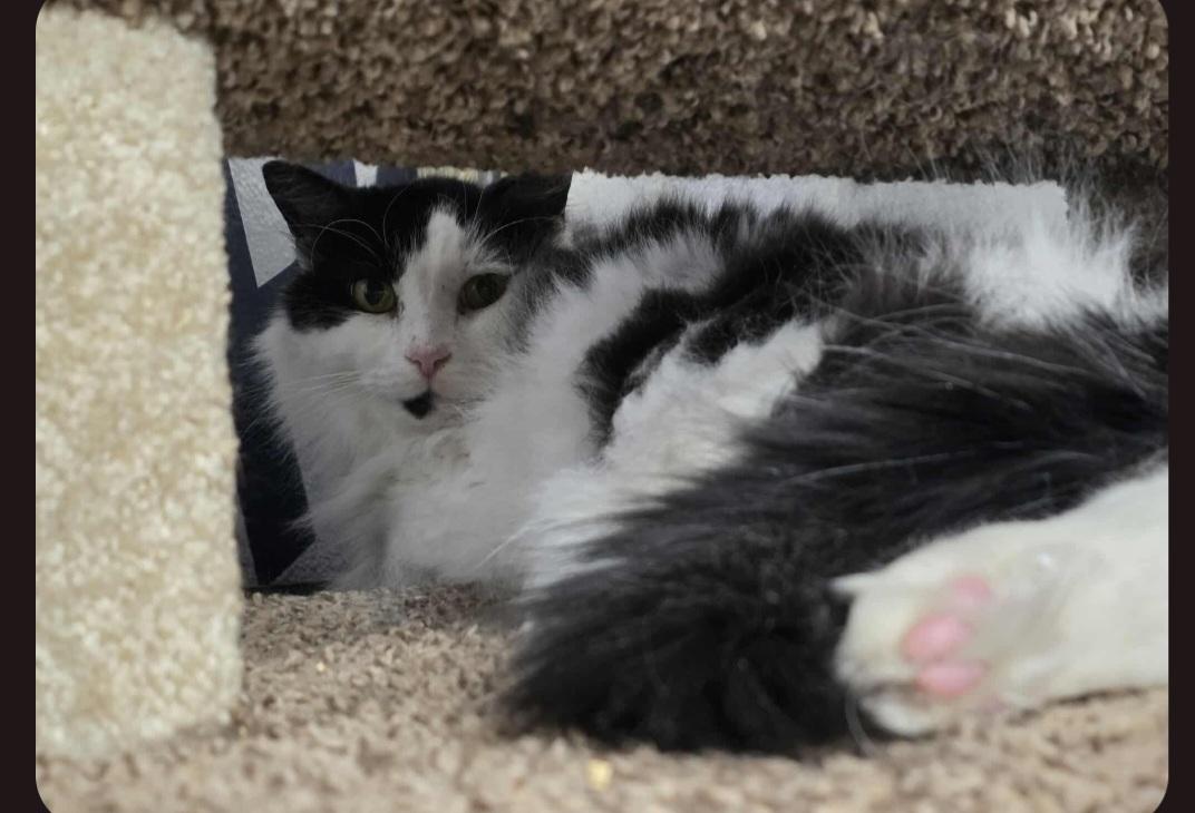 Enlarge Oreo, a Adopted Domestic Long Hair in Spring Hill, FL image 1/1
